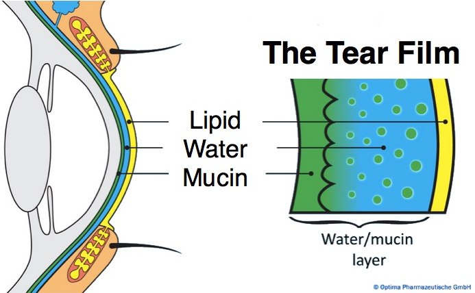 The Tear Film layers